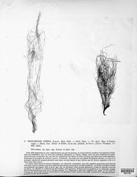 Phycomyces nitens image